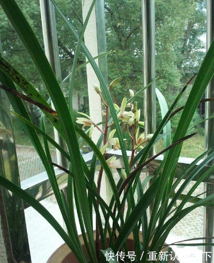 花生壳|秋季给兰花“喂点花生壳”,闷熟发酵,营养高,兰花开花爆满盆