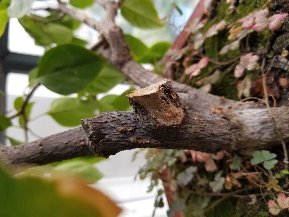 三角梅“睡醒了”,剪几刀、喝点“营养水”,直冒新芽,盛夏开花