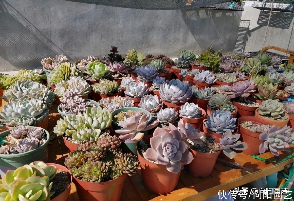 多肉|夏天的多肉怎么浇水？保持“少浇”原则，溜边浇水最安全