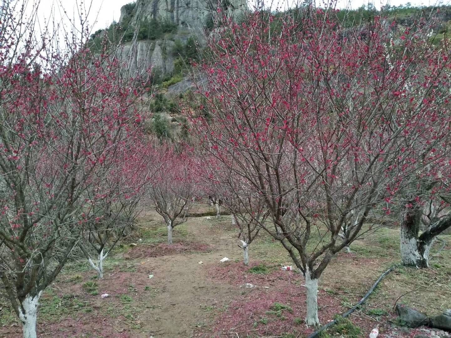 疏影横斜水清浅，赏梅记