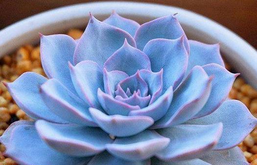 合适多肉新手种植的9种肉肉,新手的福音,最好养的肉肉