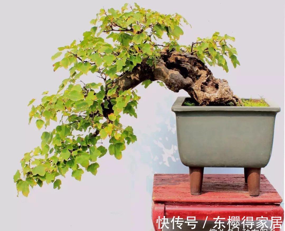 阳台上|从繁殖到造型，在开启三角枫盆景制作过程中感受缤纷世界！