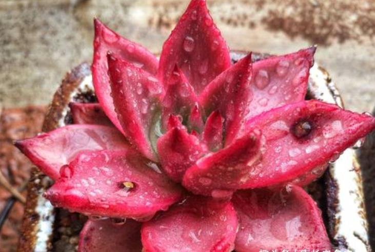 肉友|叶片四季皆红的多肉罗宾,不管你说它好不好养,反正我是觉得好养