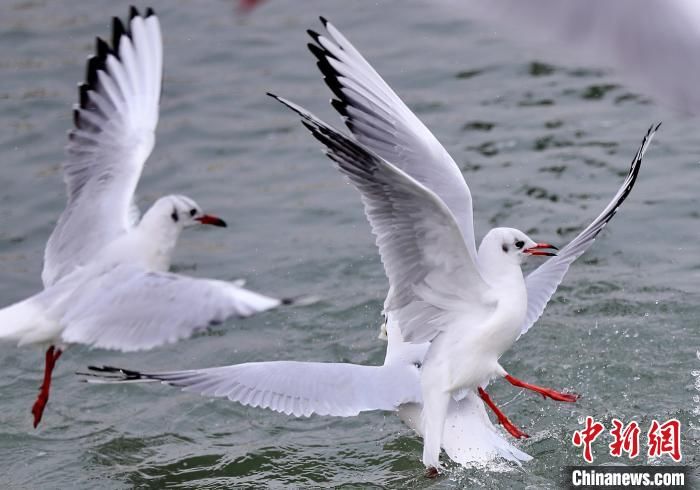 秦皇岛|河北秦皇岛：海鸥觅食嬉戏