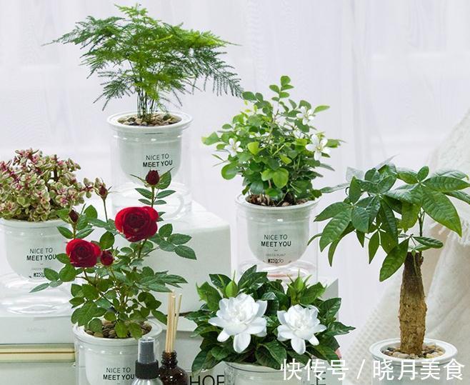 会自动吸水的漂亮盆栽,懒人们再也不用费心打理就能拥有的小绿植