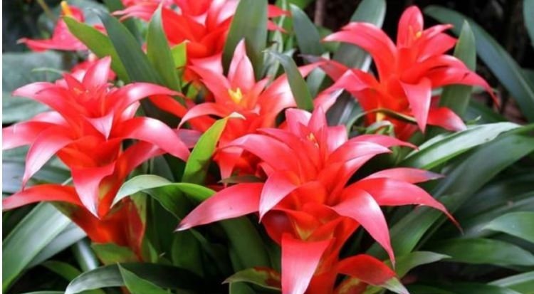 养花就养这几款,好养易开花,花香四溢飘满屋,美爆了