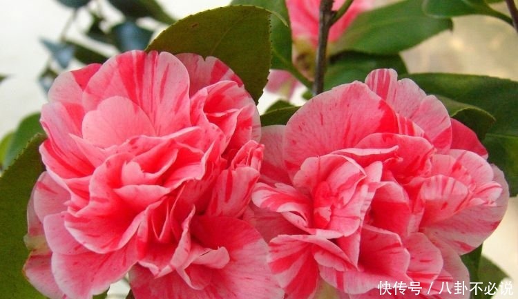 几种花,开花漂亮又好养,养上一盆四季欣赏,好养活还不贵