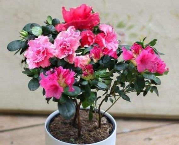 “4种花”有钱人都偷着养，家里财运亨通，旺运一整年