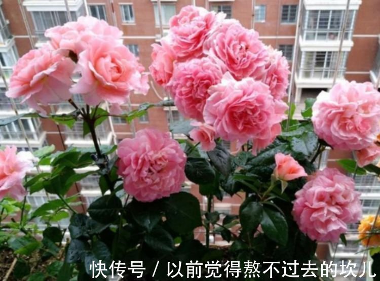 3种花是花中劳模,一年四季开花不断,养护简单,开花多!