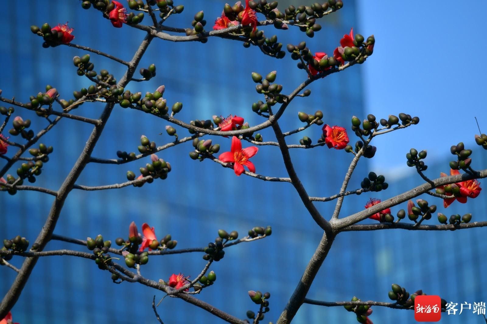 木棉花悄然开放 点缀海口街头|组图 |木棉花悄然开放 点缀海口街头\＂,\＂i12\＂:\＂组图