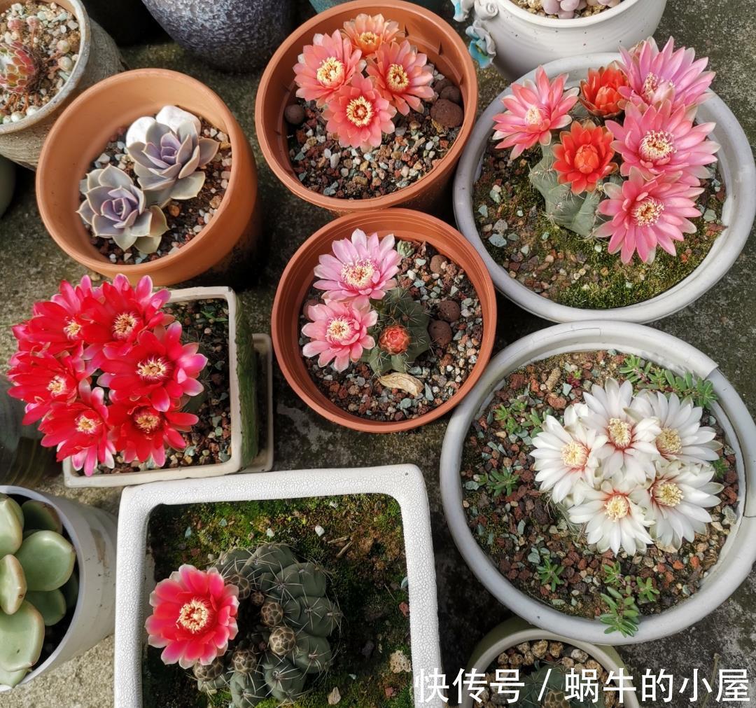绯花玉|夏天养多肉就养“3种”，照样生长，不停开花，很皮实漂亮