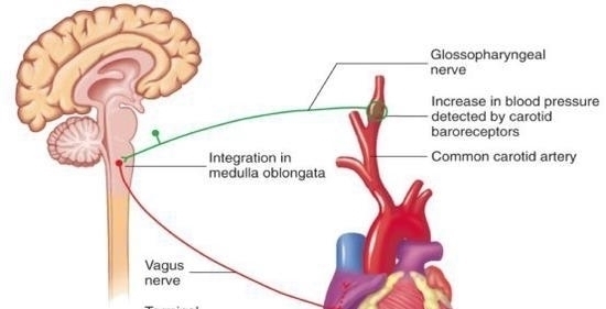 跑步对心脏最神奇的改造让安静心率下降