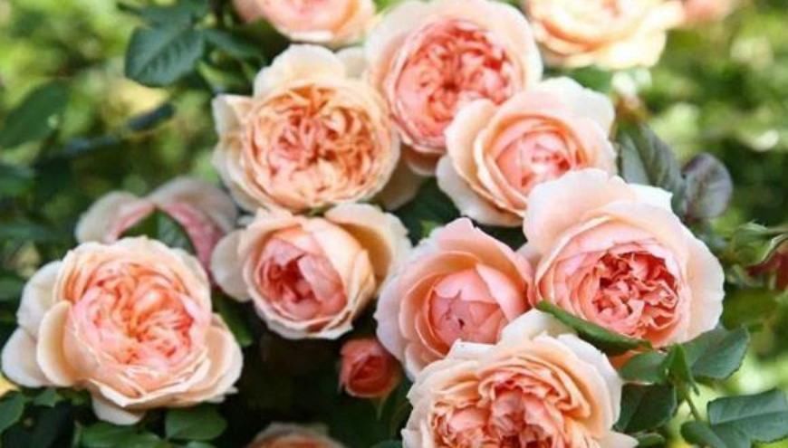 花朵|3种花随便养,长得快开花多,养成瀑布,美如画!