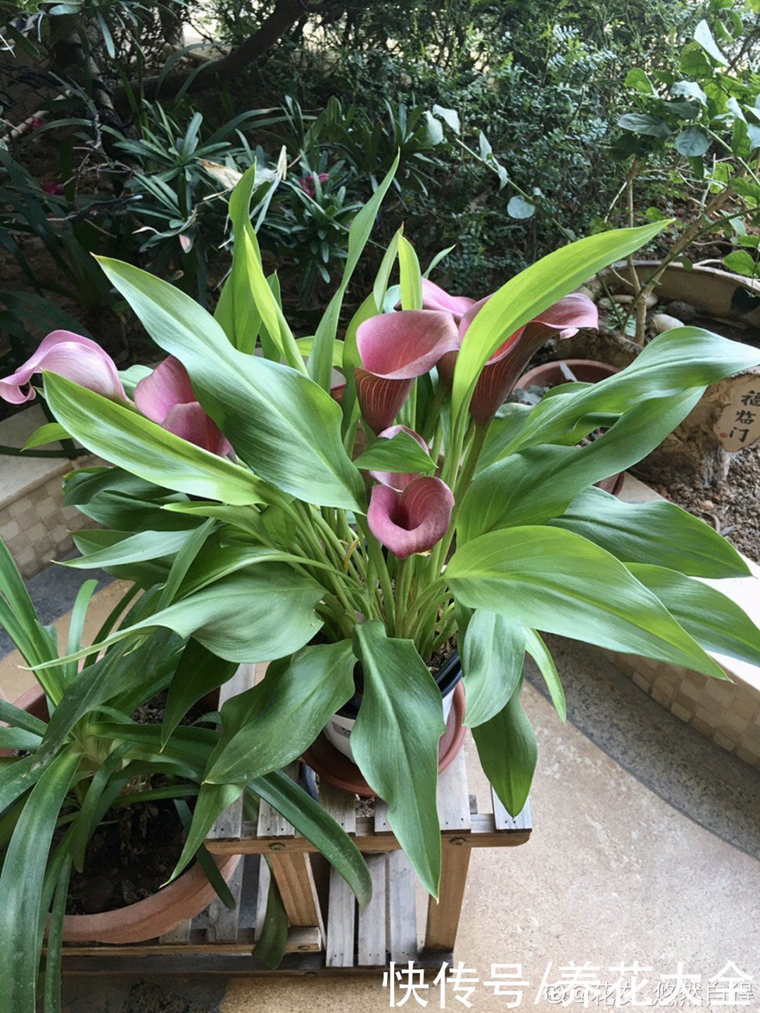 门前不栽竹,门后不留树,老祖宗传下来的养花谚语,特别准