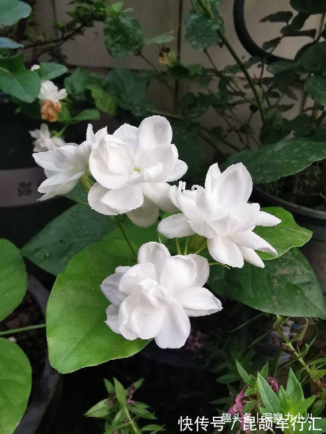 茉莉需润养,这“三位置”留点水,花苞咕噜冒,一次绽放上百朵