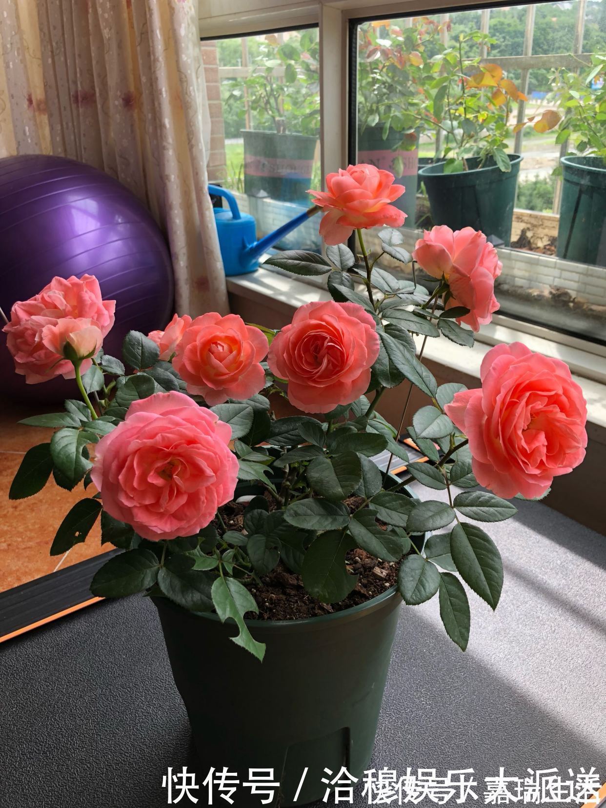 此花是世界名花,花美不输玫瑰,周年开花,养护容易,是盆栽佳品