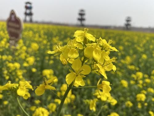 济南“小婺源”等你来！这些油菜花海，人少原生态，此时正美！