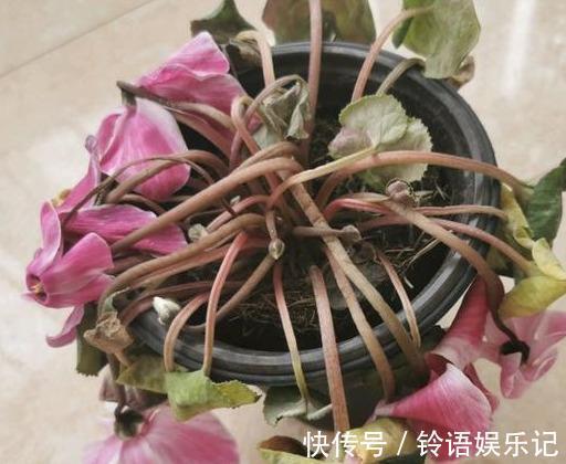 8种“坑人花”,过年谨慎入,没有“高技术”,养一盆枯一盆