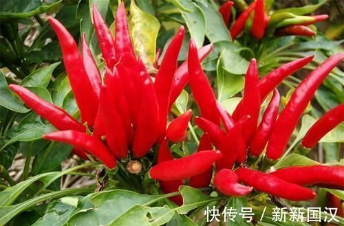 芒果|高血压最怕的3种食物,经常吃点,血管畅通,血压蹭蹭降