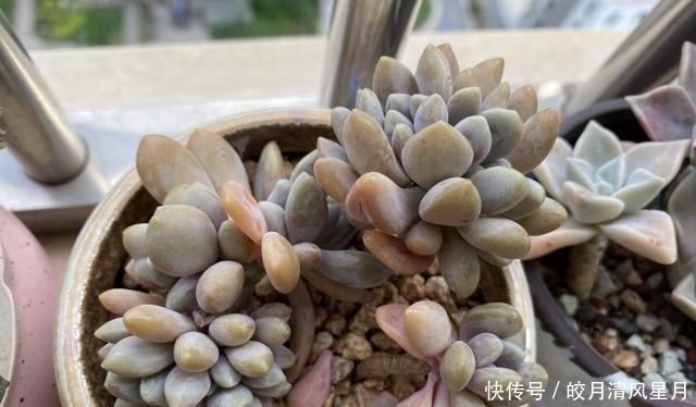 度夏|绿了也是心头肉,开始为度夏担忧!