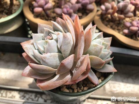 多肉怎么养才能迅速生长、晶莹剔透？