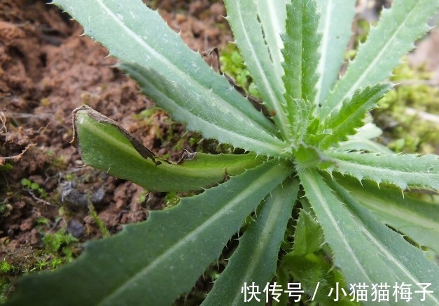 益母草|66种野菜大图片，带你见识不同的野菜和吃法，你想要的野菜这里有