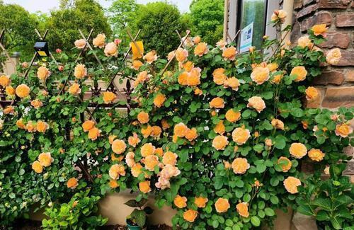 藤本|不容错过的6种藤本月季,养两年爬满墙,长势旺开花美,真过瘾