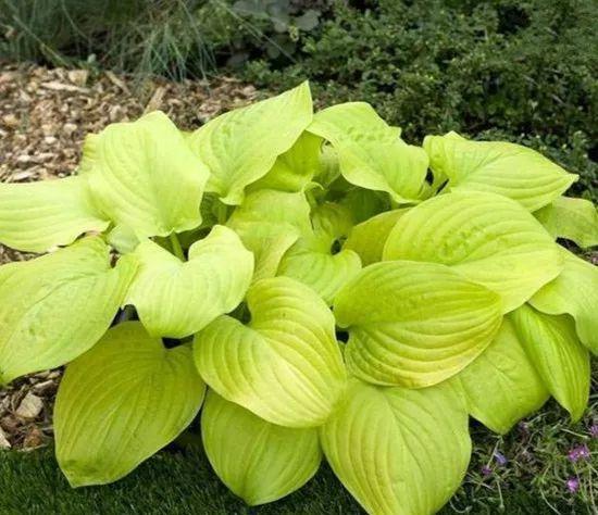 史上最耐阴的花,越阴凉越长得旺,绿萝虎皮兰靠边站