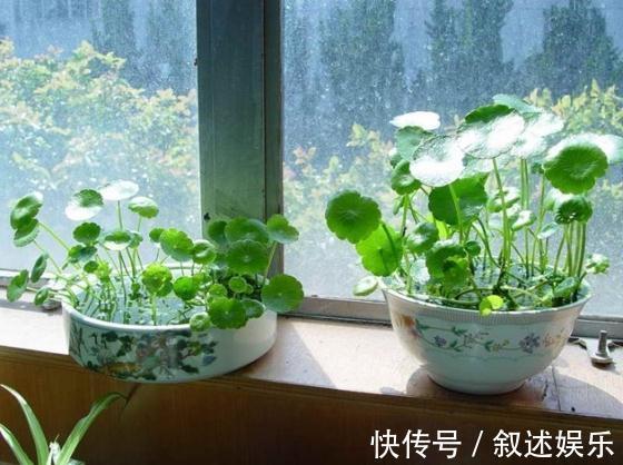 4种名字带“财意”的植物，是吉祥的观赏花，家里有空建议养一盆