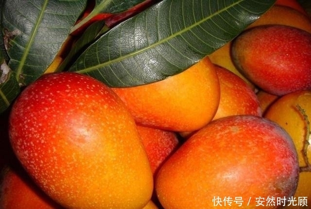 提个醒:芒果与此物同食,有病也是自找的,现在知道还不晚