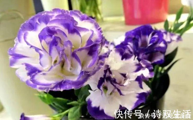新手|最适合新手养的4种花，沾土就能活，满树都是花朵，漂亮极了