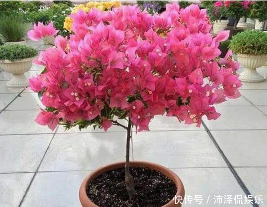 三角梅|养三角梅，给它披1件“黑棉袄”，花开爆满盆，养出一片花海，美