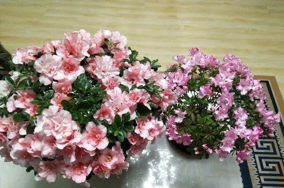 蟹爪兰|长寿花换盆,切忌越换越大,一直用小盆养才好!