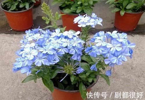 这5种植物开花美,不挑剔,堪称:家庭盆栽福利
