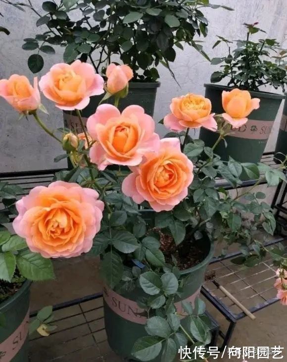 8种花，想要养得好，必须用大盆种，大水大肥养，开花才能多