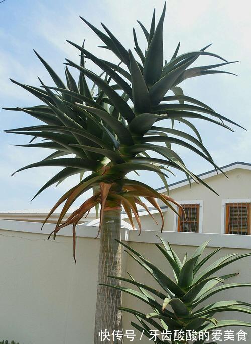 芦荟|6种“女人花”能吃又好闻,采花泡茶养容颜,女人养花,花养美女