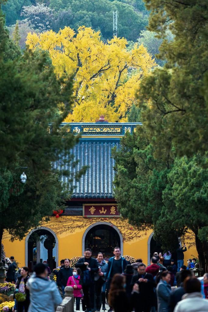 惠山|美到爆！惠山寺前600多岁的古银杏，黄了！