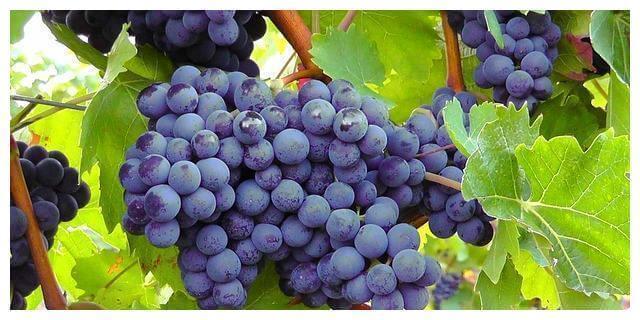 养生|女性不想满脸皱纹,可以多吃3种食物,美容养生,身体棒棒哒!