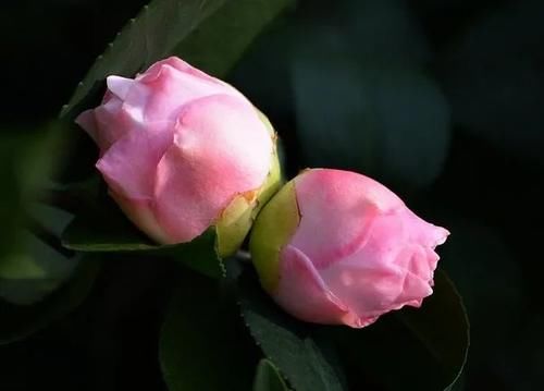  茶花的花苞没打开就焦边了怎么回事？难逃这6个原因！