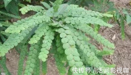 野草|山上一种野草,人称“钱串草”,晒干泡酒是一绝
