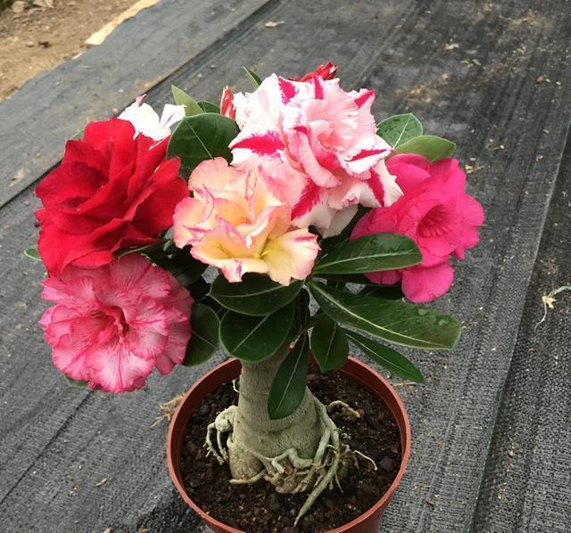 浇水|适合小盆养的“4种花”，小盆更精神，爱开花