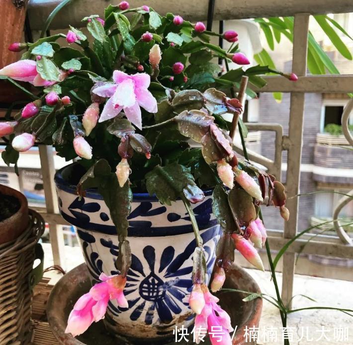 蟹爪兰叶子又红又薄的“根源”在哪？纠正这4点，才不影响开花