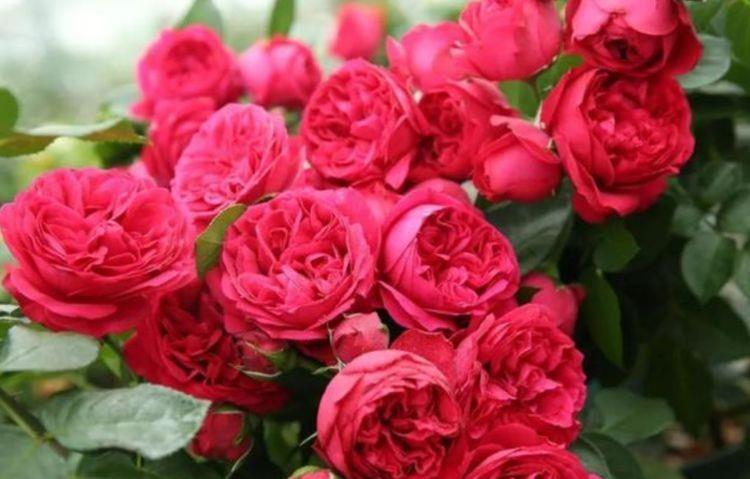 花球|几种花美翻了，开花漂亮又好养，好养易爆盆，惊艳如花球