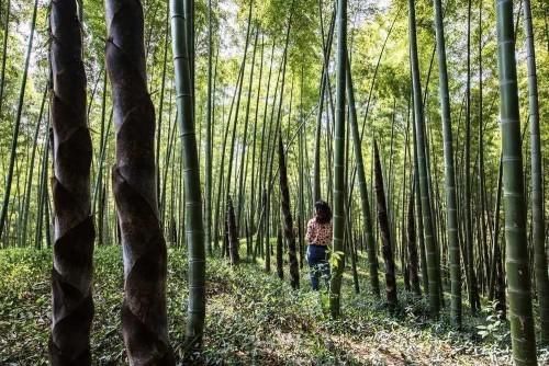 醉美四月天，“香”约双山香山