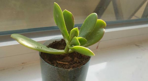 怎么将塑料瓶“一步步”打造成漂亮花盆?