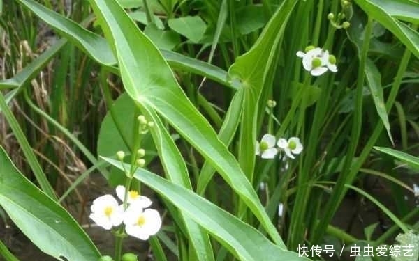 要拔|提个醒:秧田见到此草,一定要拔回家,好处不请自来,作用非常大