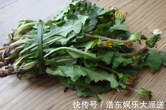 蒲公英|枸杞三斤抵不过此物一钱，经常泡水喝，不仅肝火平了，还能补脾虚