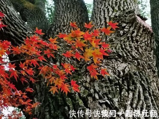 公园|用三首诗来形容闵行这座公园的美，最为贴切！