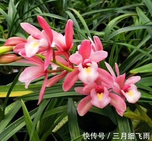 建议每位养花人:阳台养花首选“香水之花”,花香浓郁、休养身心