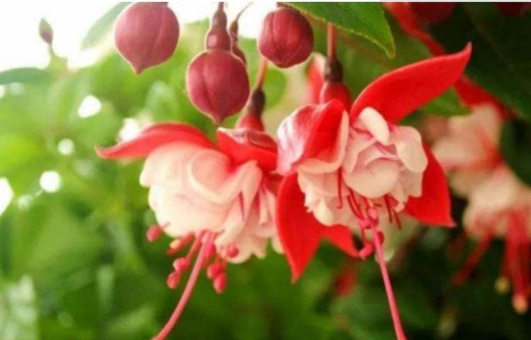 好养易活的花卉，就养这种花，一开就是200多天，没有阳光也开花